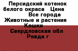 Персидский котенок белого окраса › Цена ­ 35 000 - Все города Животные и растения » Кошки   . Свердловская обл.,Ревда г.